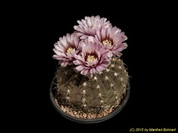 Gymnocalycium riojense ssp. kozelskyanum 274